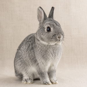Netherland Dwarf Deposit
