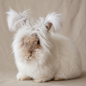 English Angora Deposit